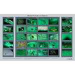 Micro-Features of Emerald Chart
