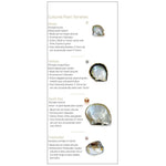 7 Pearl Value Factors brochure panel, featuring bulleted information about 4 varieties of pearl